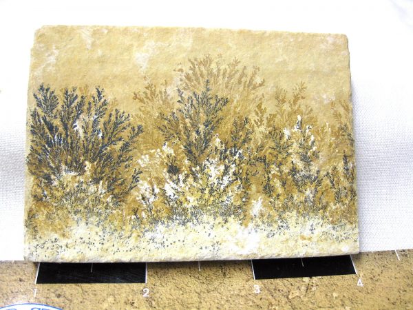 Genuine Jurassic Age Solnhofen Dendrite Fossil for Sale From Germany #40a