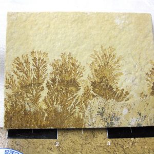 Genuine Jurassic Age Solnhofen Dendrite Fossil for Sale From Germany #42