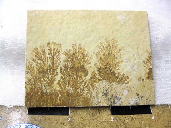 Genuine Jurassic Age Solnhofen Dendrite Fossil for Sale From Germany #42