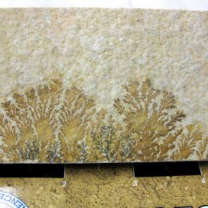 Genuine Jurassic Age Solnhofen Dendrite Fossil for Sale From Germany #43