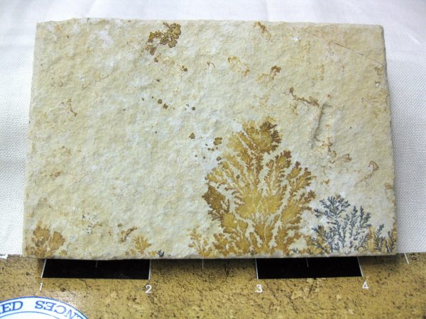 Genuine Jurassic Age Solnhofen Dendrite Fossil for Sale From Germany #43a