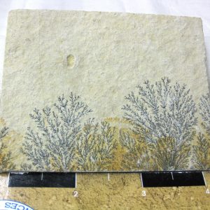 Genuine Jurassic Age Solnhofen Dendrite Fossil for Sale From Germany #44