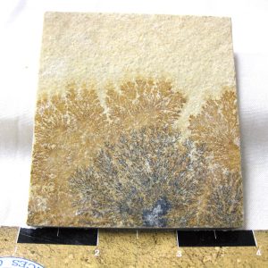 Genuine Jurassic Age Solnhofen Dendrite Fossil for Sale From Germany #46