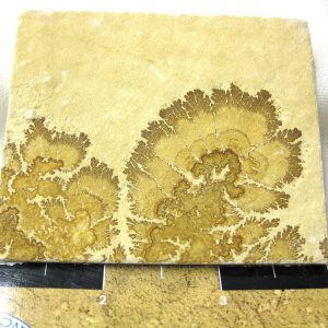 Genuine Jurassic Age Solnhofen Dendrite Fossil for Sale From Germany #50