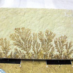 Genuine Jurassic Age Solnhofen Dendrite Fossil for Sale From Germany #51