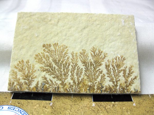 Genuine Jurassic Age Solnhofen Dendrite Fossil for Sale From Germany #51