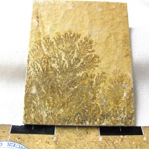 Genuine Jurassic Age Solnhofen Dendrite Fossil for Sale From Germany #53