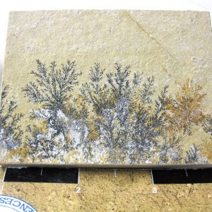 Genuine Jurassic Age Solnhofen Dendrite Fossil for Sale From Germany #54