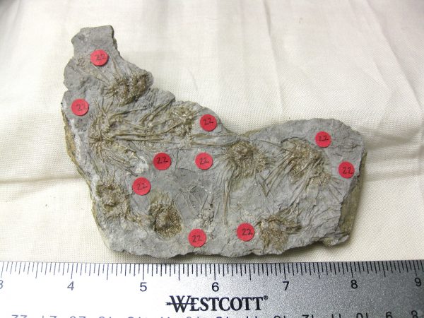 Gilmore City Echinoid #13