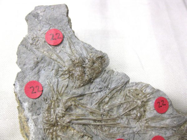 Gilmore City Echinoid #13 - Image 2