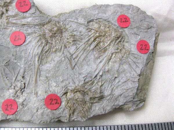 Gilmore City Echinoid #13 - Image 3