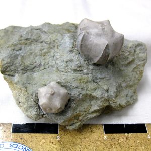 Illinois Pentremites Blastoid Plate #2