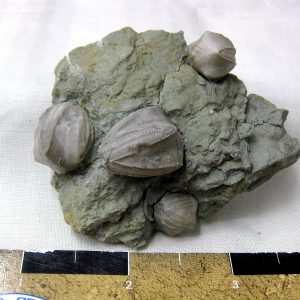 Illinois Pentremites Blastoid Plate #4