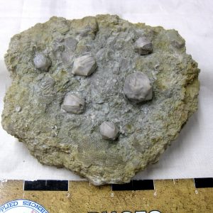 Illinois Pentremites Blastoid Plate #5