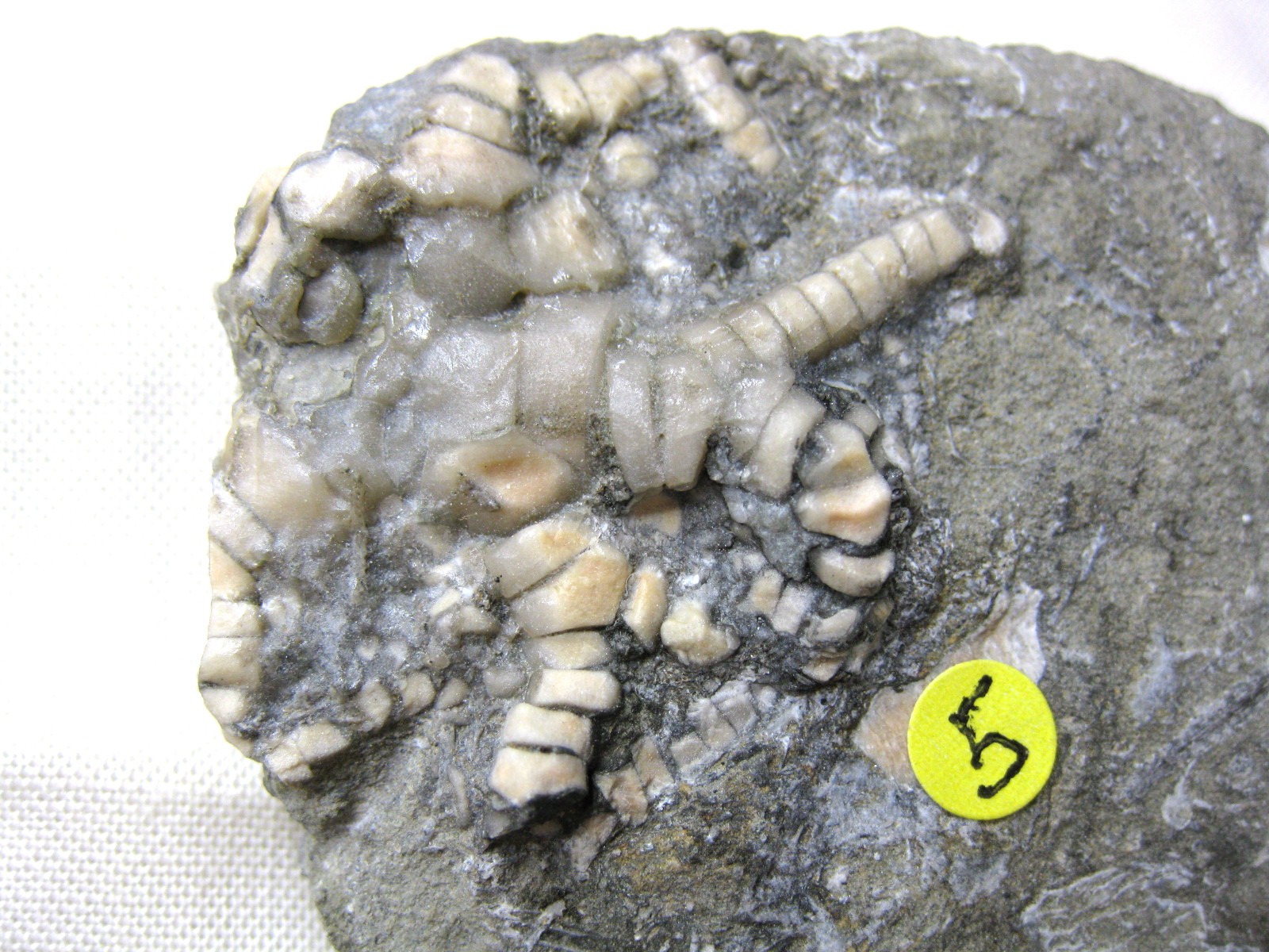 indiana-mississippian-crawfordsville-crinoid-36a.jpg | Fossils for Sale