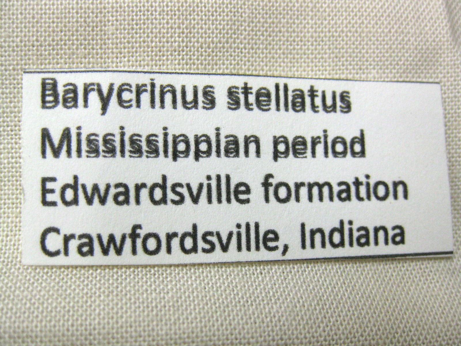 indiana-mississippian-crawfordsville-crinoid-36b.jpg | Fossils for Sale