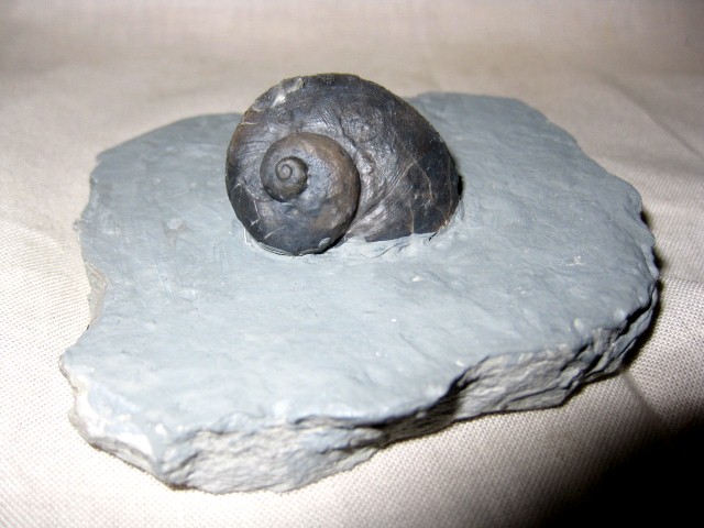 indiana-silurian-platyostoma-gastropod-1.jpg | Fossils for Sale