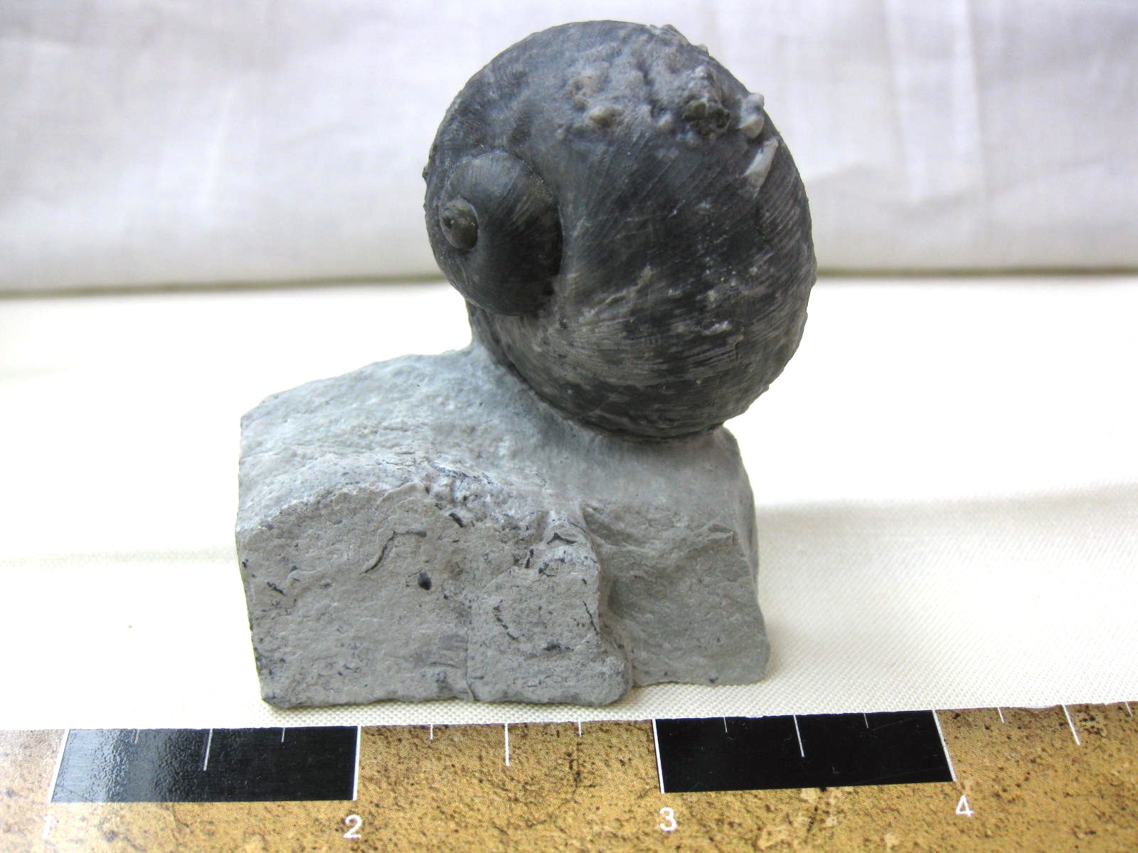 indiana-silurian-platyostoma-gastropod-13.jpg | Fossils for Sale