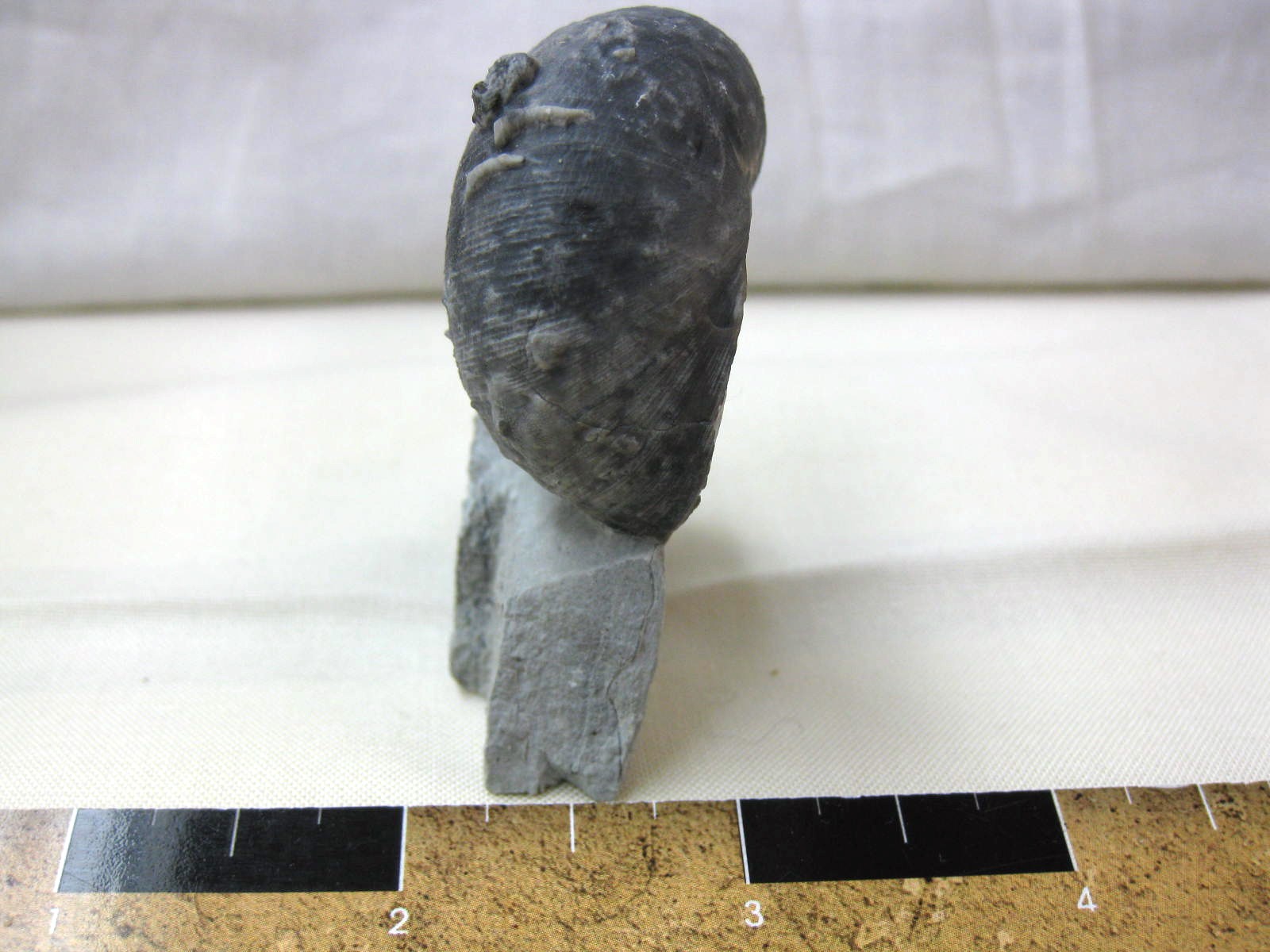 indiana-silurian-platyostoma-gastropod-13a.jpg | Fossils for Sale