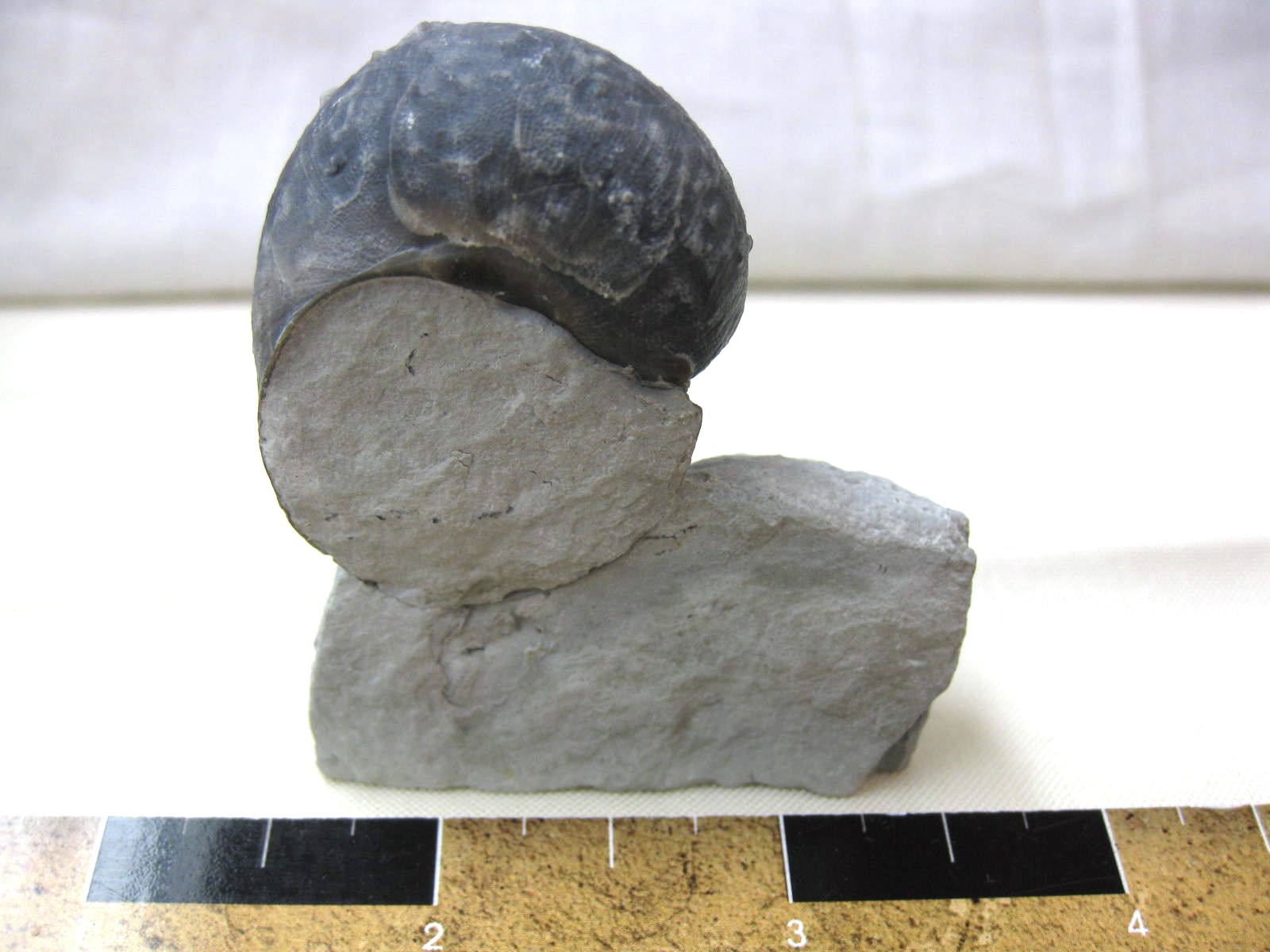 indiana-silurian-platyostoma-gastropod-13b.jpg | Fossils for Sale