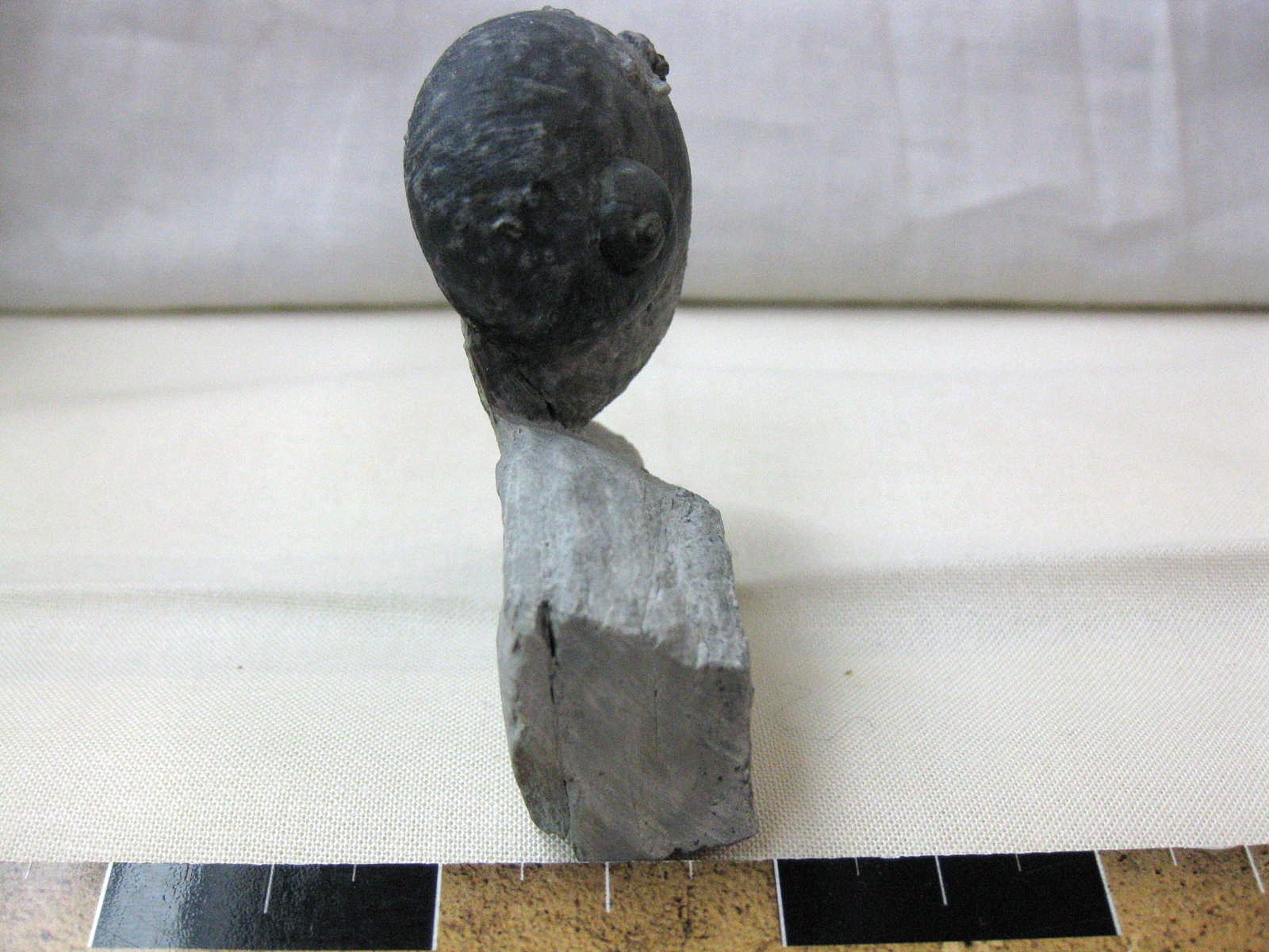 indiana-silurian-platyostoma-gastropod-13c.jpg | Fossils for Sale