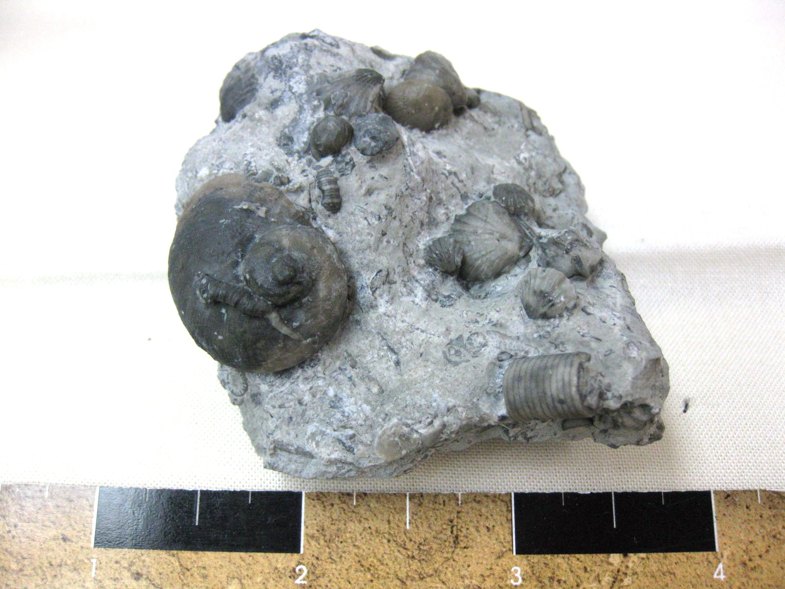 indiana-silurian-platyostoma-gastropod-15.jpg | Fossils for Sale