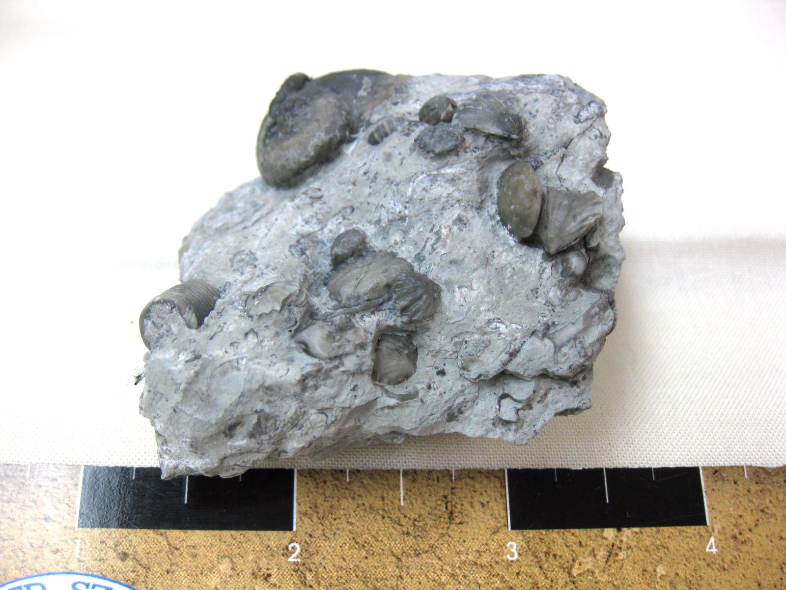 indiana-silurian-platyostoma-gastropod-15a.jpg | Fossils for Sale