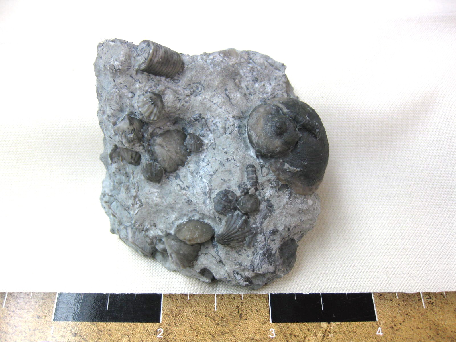 indiana-silurian-platyostoma-gastropod-15b.jpg | Fossils for Sale