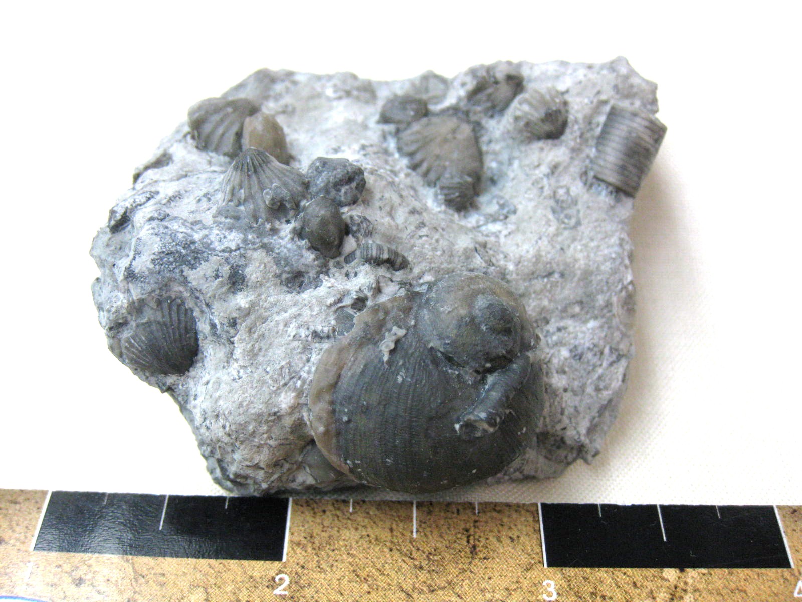 indiana-silurian-platyostoma-gastropod-15c.jpg | Fossils for Sale