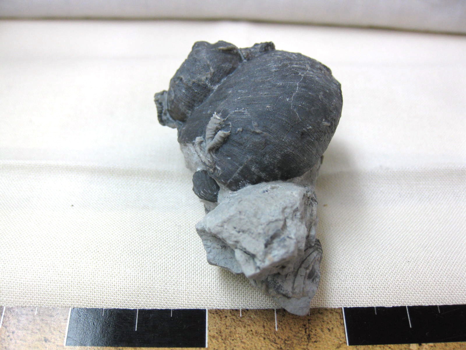 indiana-silurian-platyostoma-gastropod-16a.jpg | Fossils for Sale