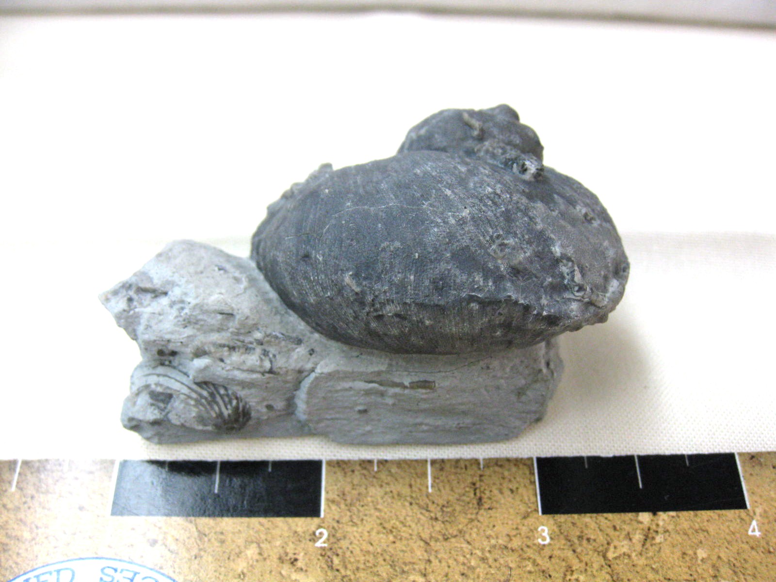 indiana-silurian-platyostoma-gastropod-16b.jpg | Fossils for Sale