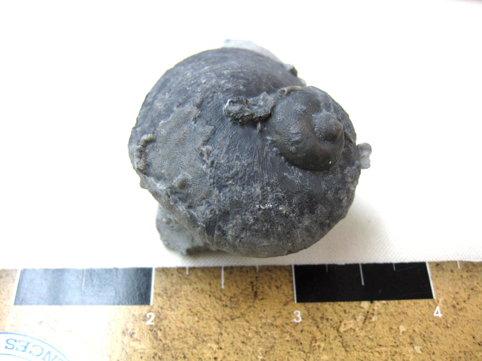 indiana-silurian-platyostoma-gastropod-16c.jpg | Fossils for Sale