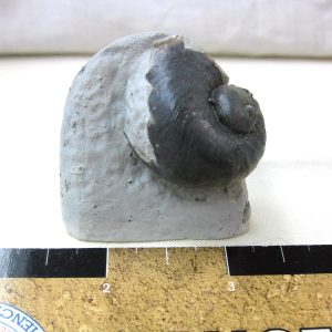Indiana Platyostoma Gastropod #18