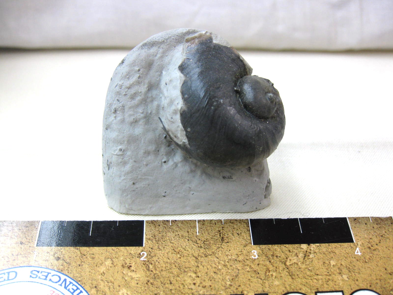 indiana-silurian-platyostoma-gastropod-18.jpg | Fossils for Sale