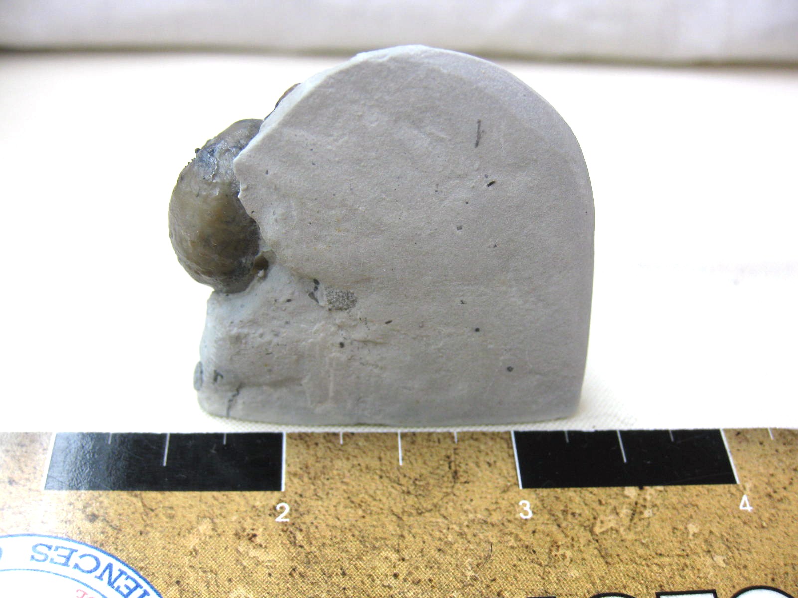 indiana-silurian-platyostoma-gastropod-18b.jpg | Fossils for Sale