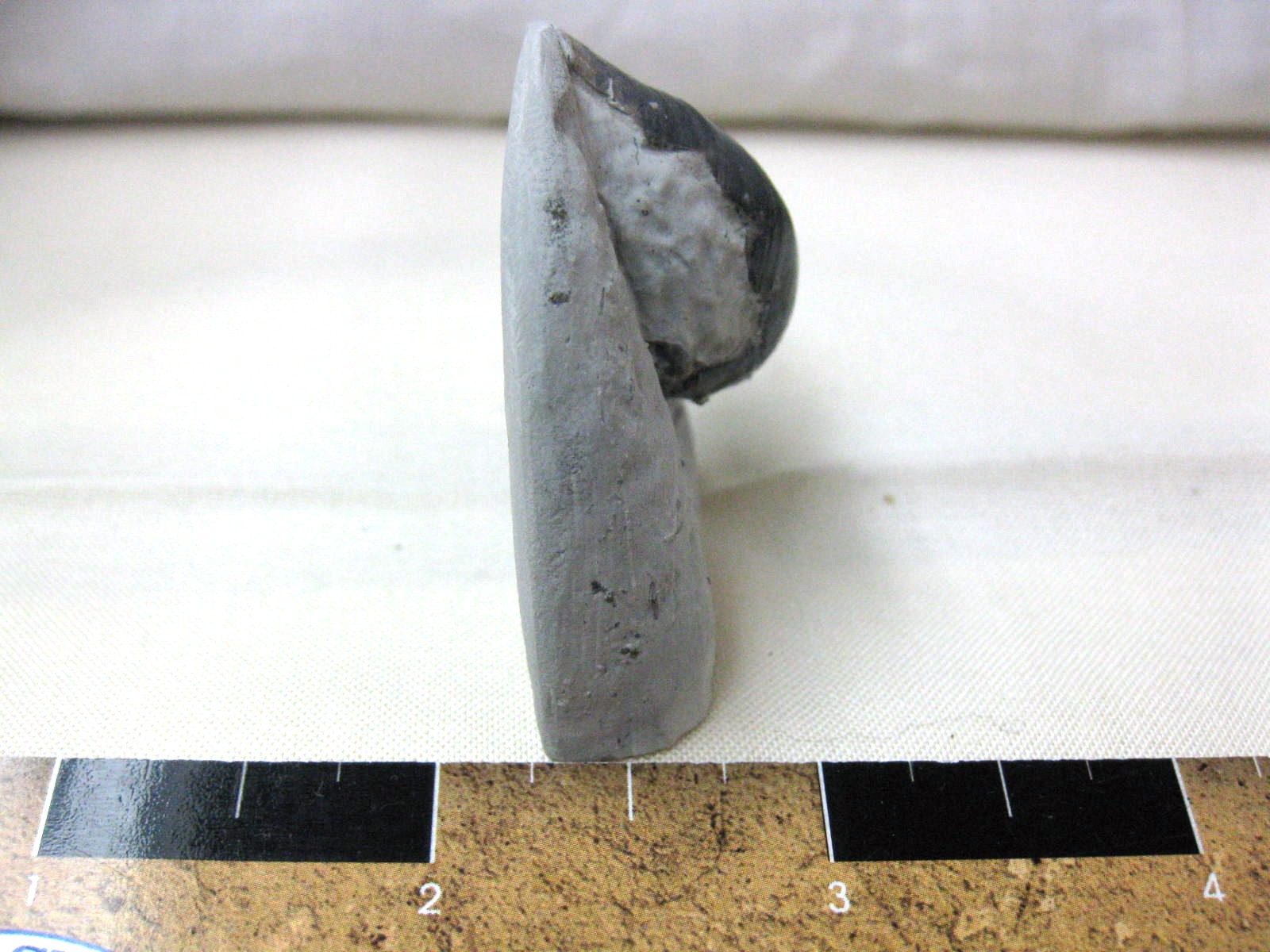 indiana-silurian-platyostoma-gastropod-18c.jpg | Fossils for Sale