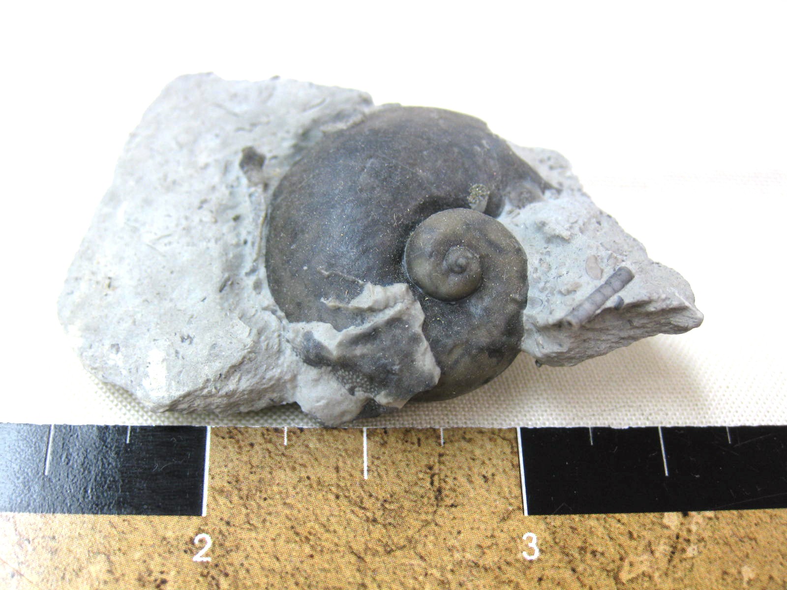 indiana-silurian-platyostoma-gastropod-19.jpg | Fossils for Sale