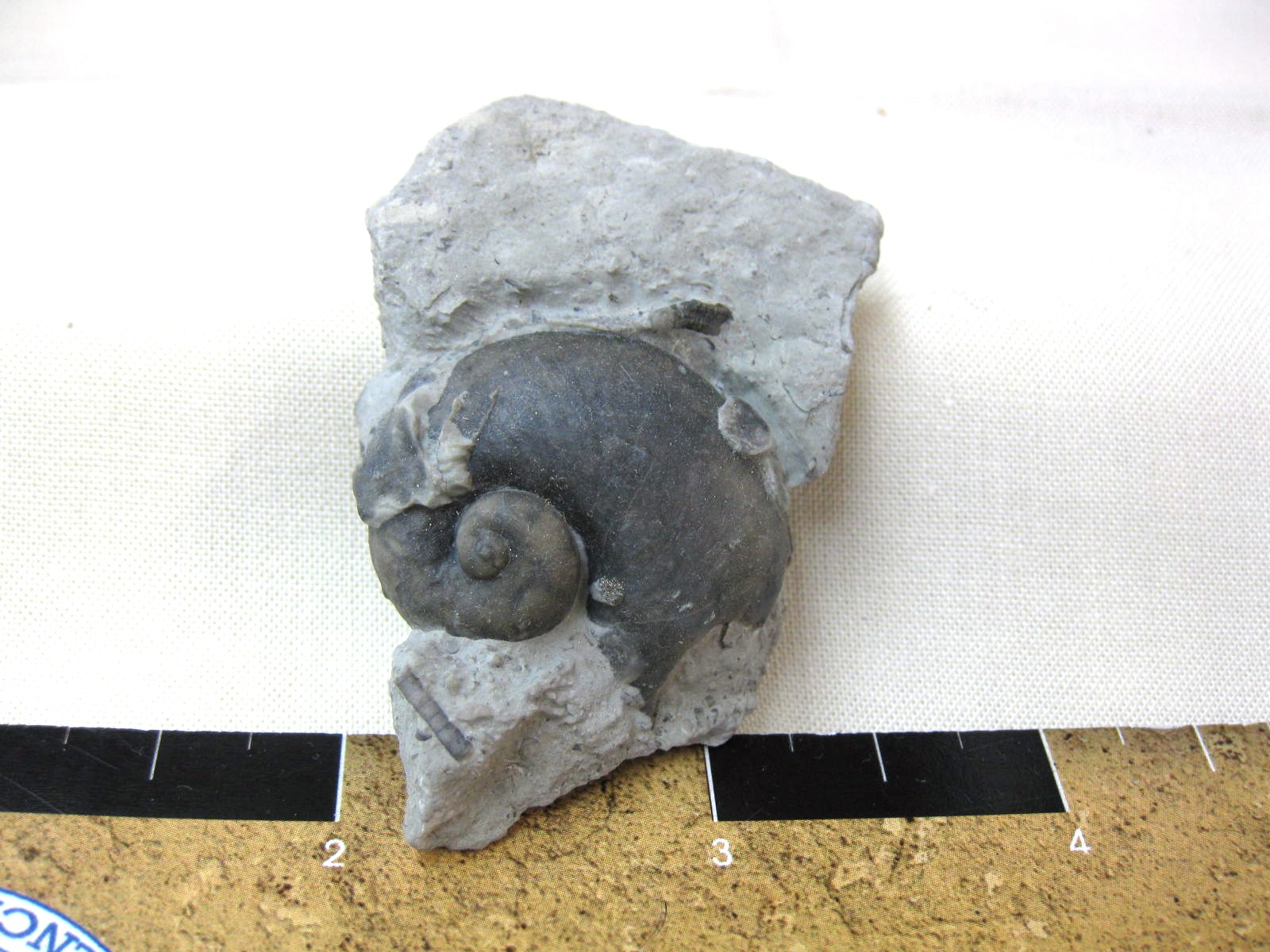 indiana-silurian-platyostoma-gastropod-19a.jpg | Fossils for Sale
