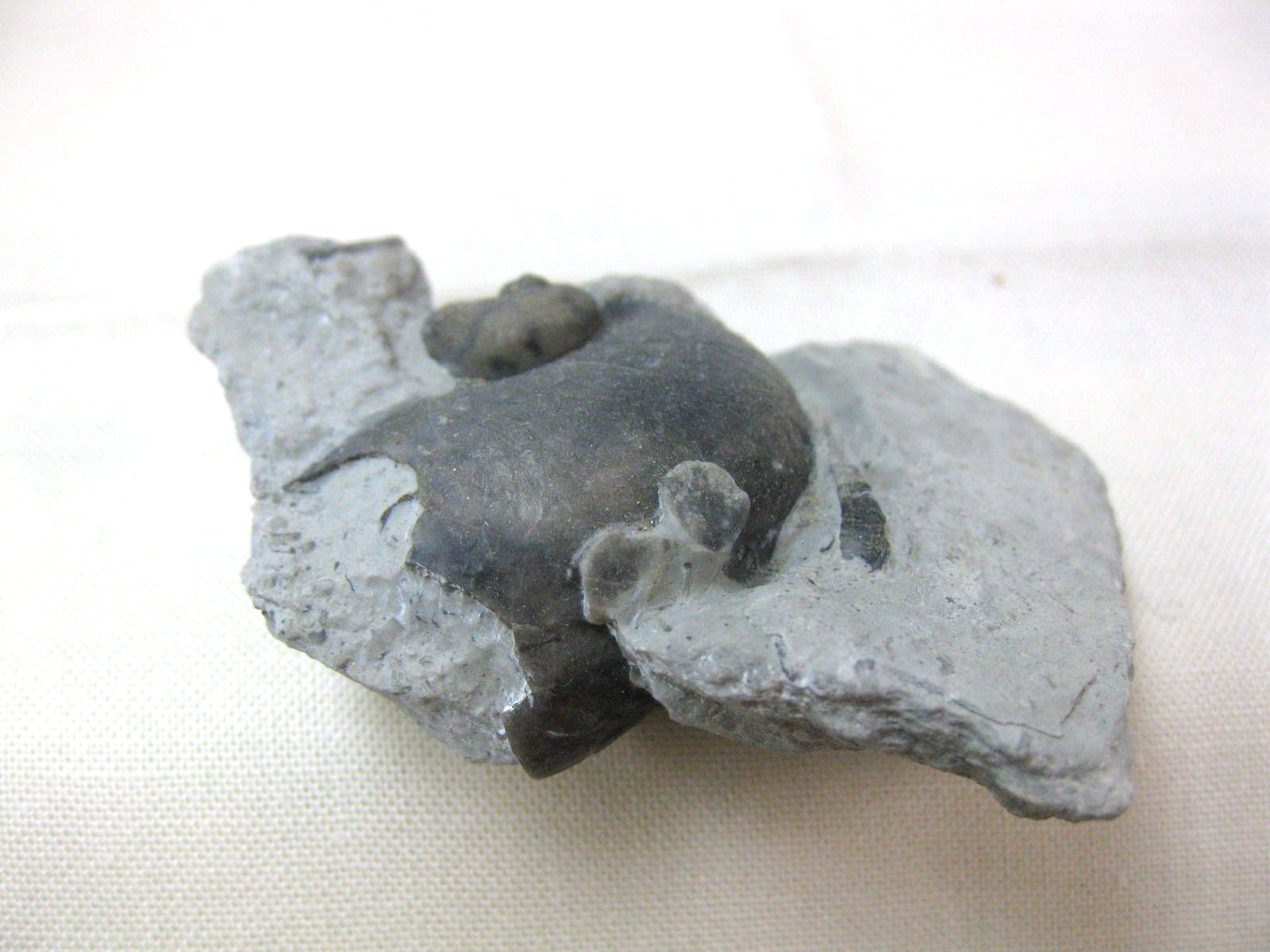 indiana-silurian-platyostoma-gastropod-19b.jpg | Fossils for Sale