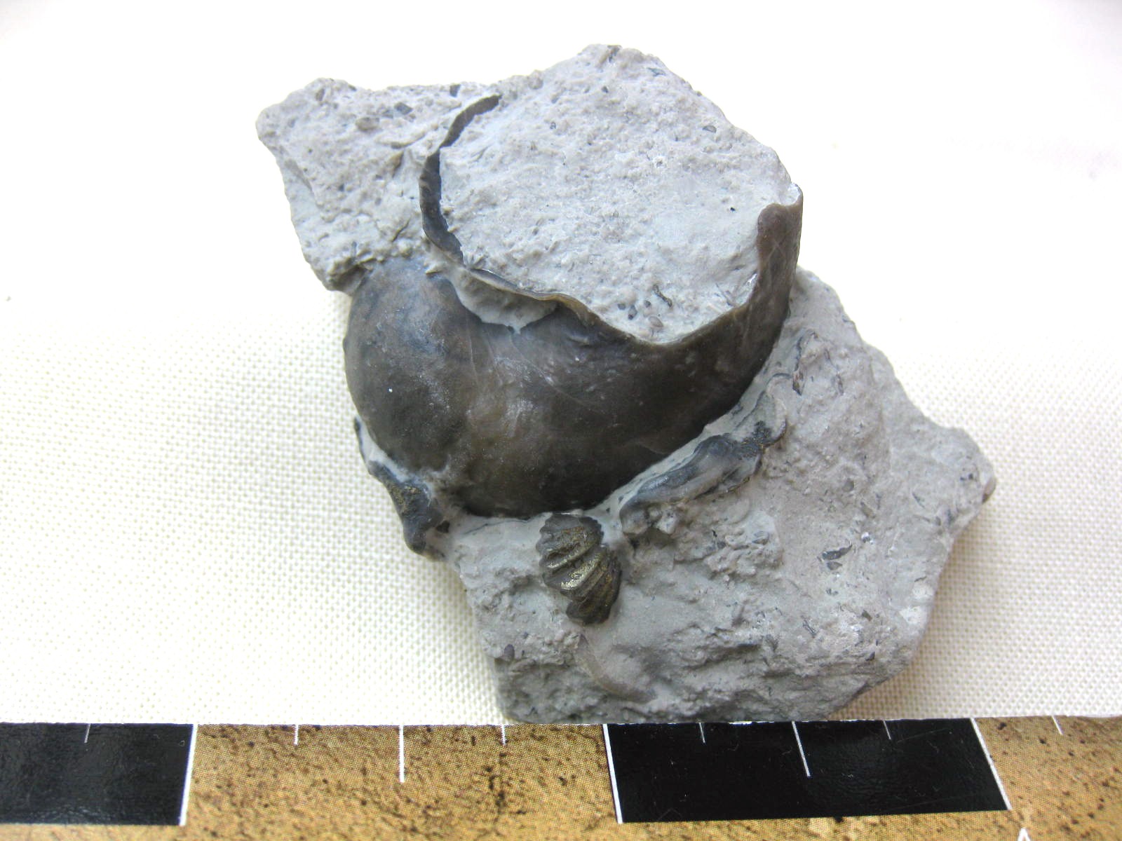 indiana-silurian-platyostoma-gastropod-19c.jpg | Fossils for Sale