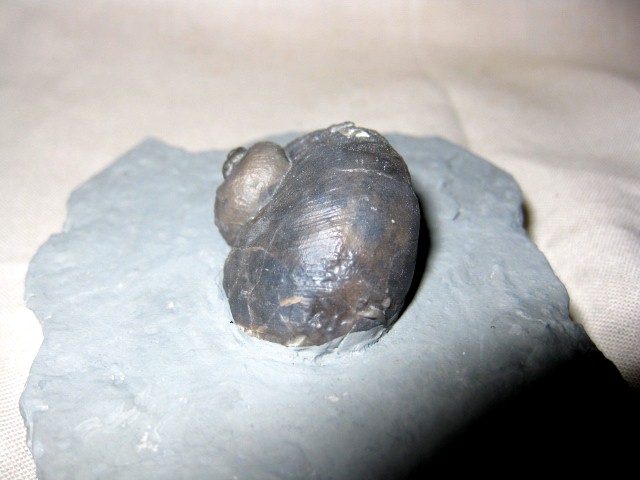 indiana-silurian-platyostoma-gastropod-1a.jpg | Fossils for Sale