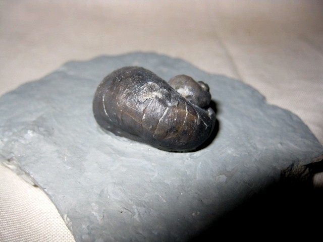 indiana-silurian-platyostoma-gastropod-1b.jpg | Fossils for Sale