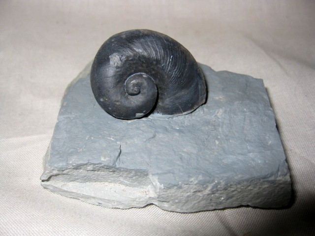indiana-silurian-platyostoma-gastropod-2.jpg | Fossils for Sale