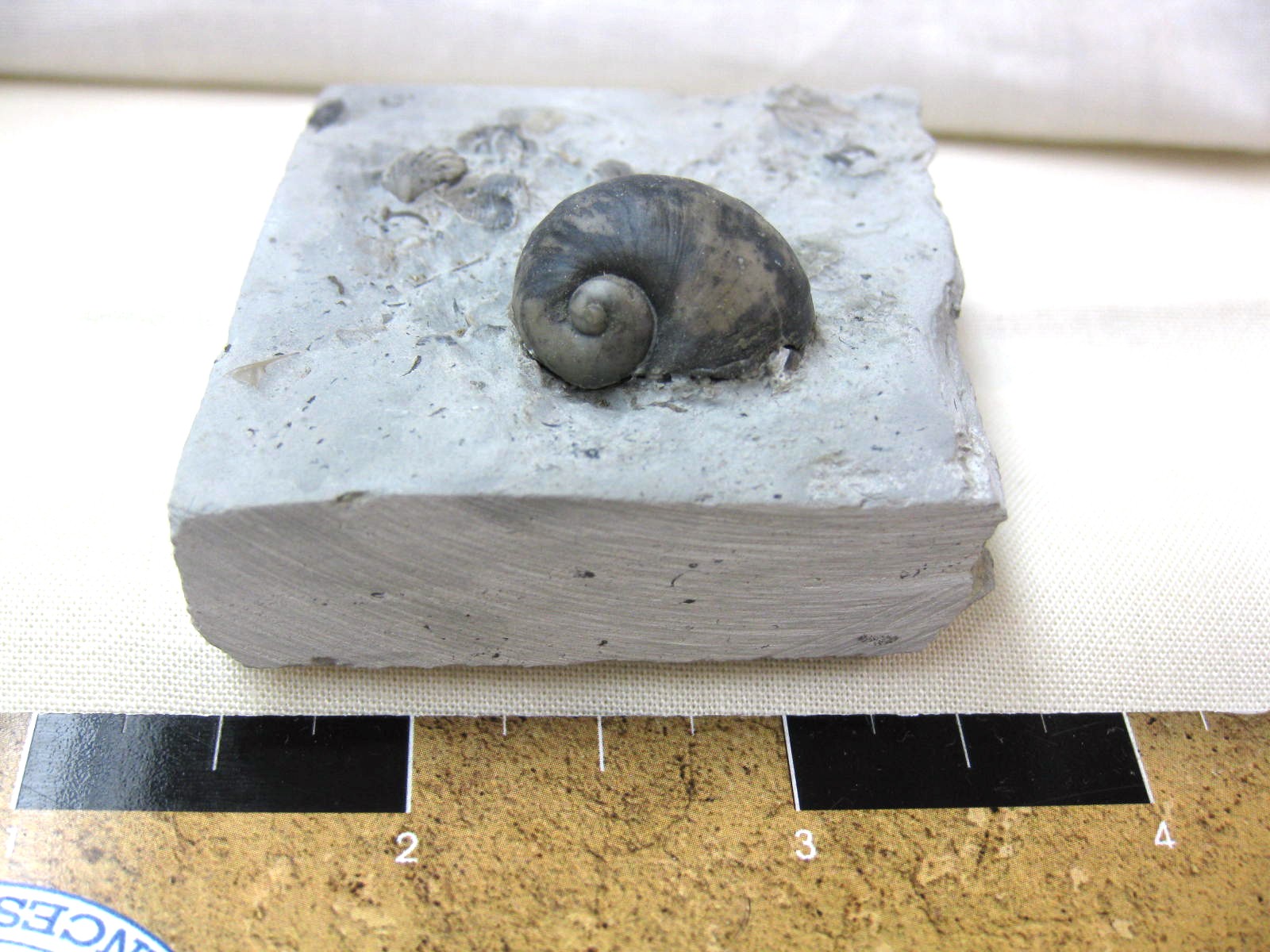 indiana-silurian-platyostoma-gastropod-22.jpg | Fossils for Sale