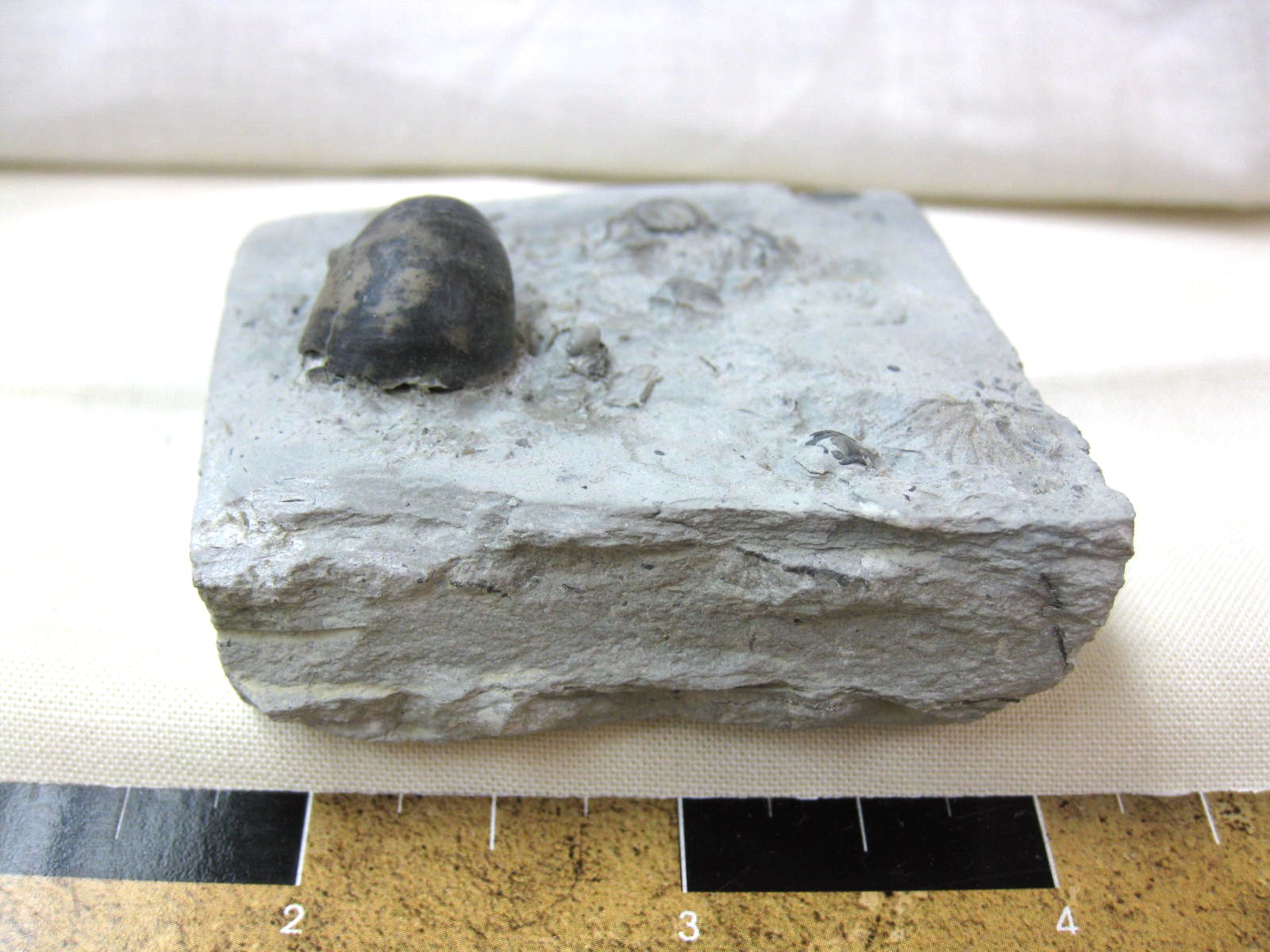 indiana-silurian-platyostoma-gastropod-22a.jpg | Fossils for Sale