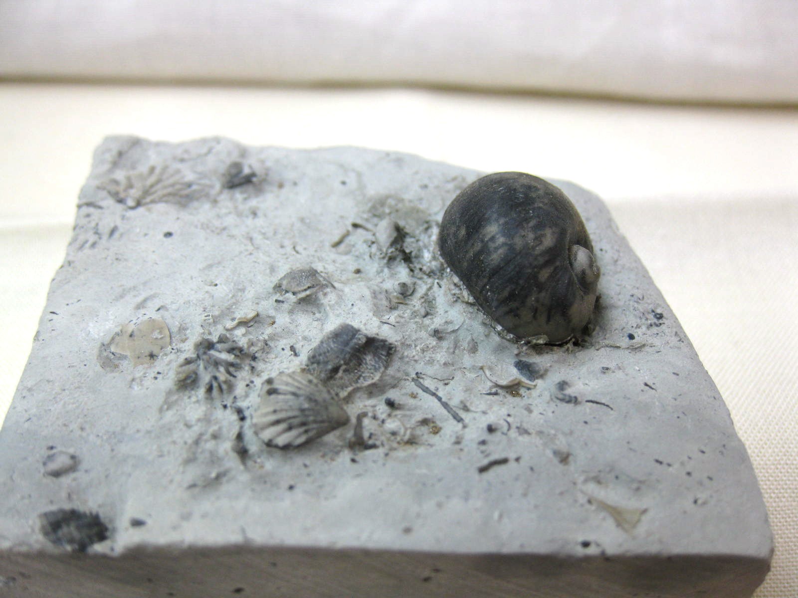 indiana-silurian-platyostoma-gastropod-22c.jpg | Fossils for Sale