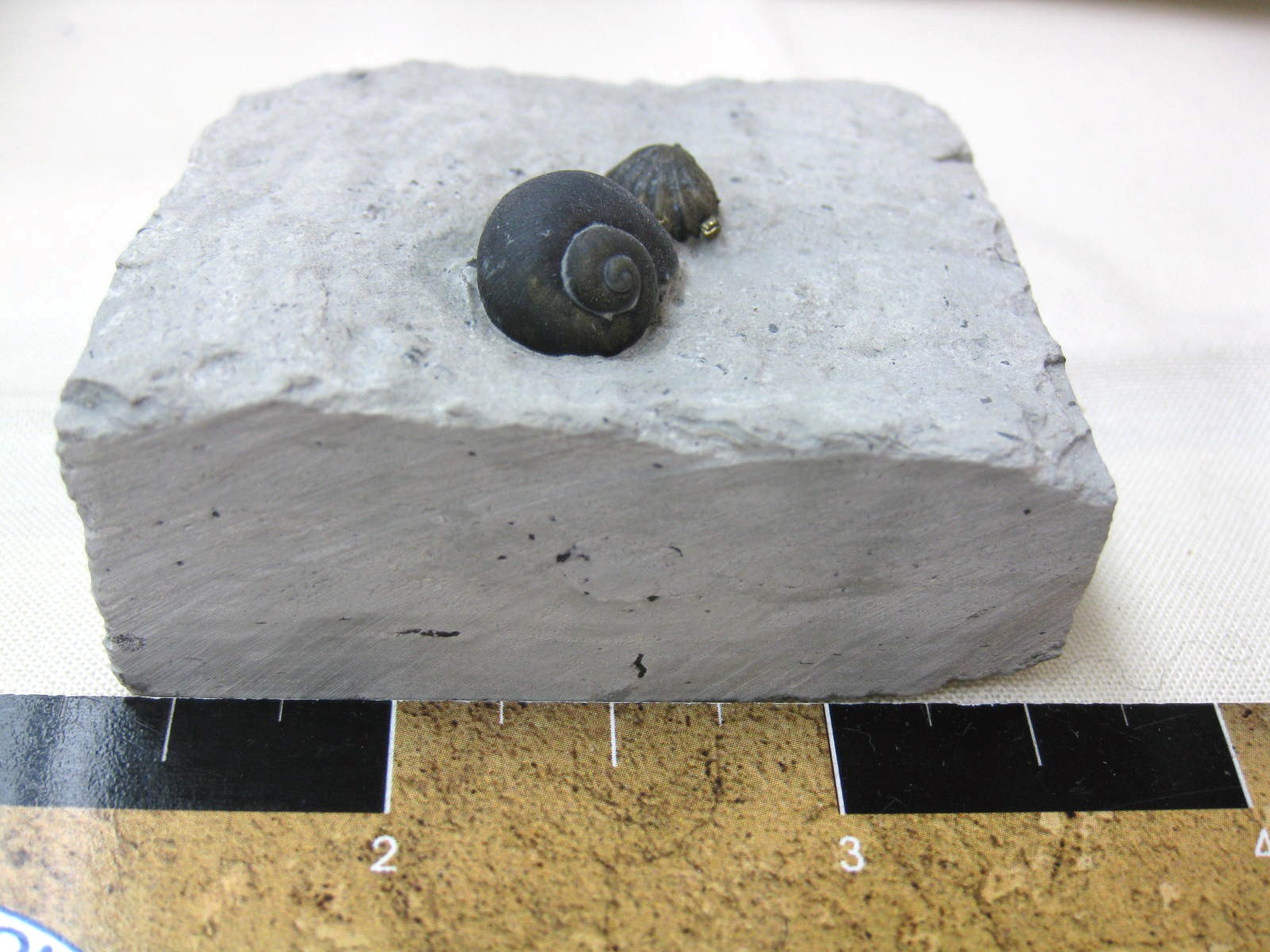 indiana-silurian-platyostoma-gastropod-23.jpg | Fossils for Sale