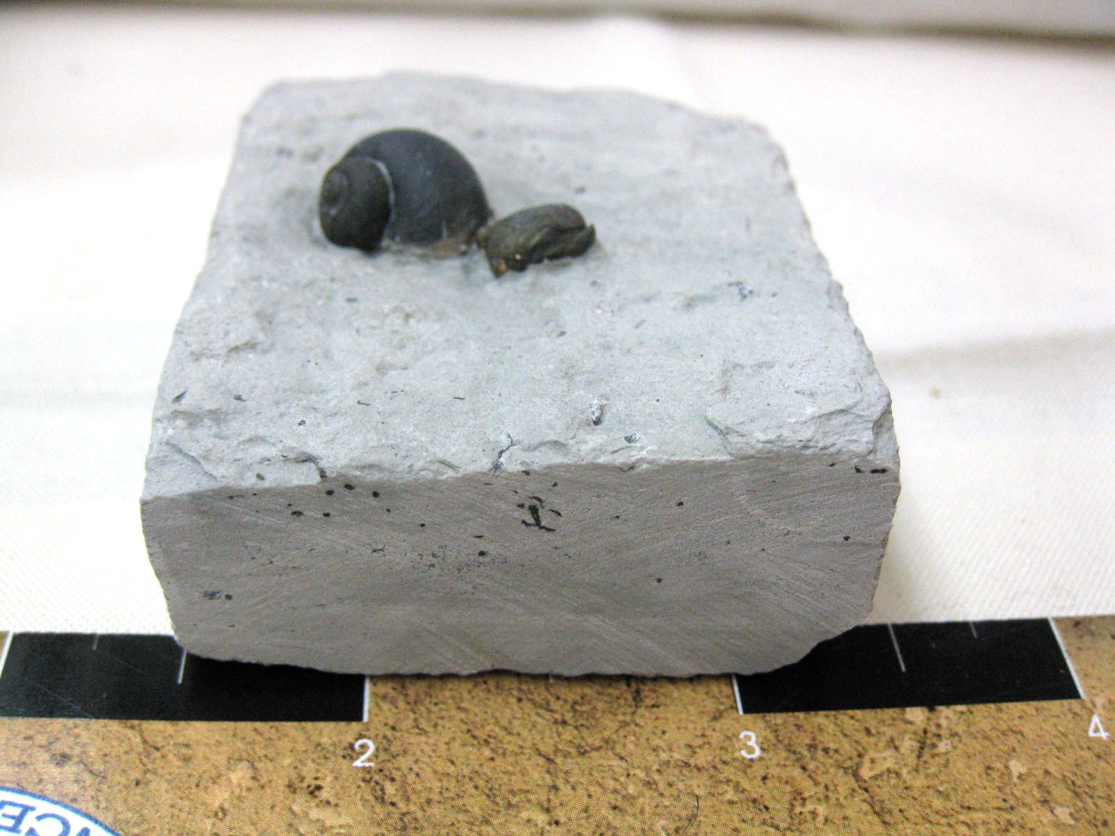 indiana-silurian-platyostoma-gastropod-23a.jpg | Fossils for Sale