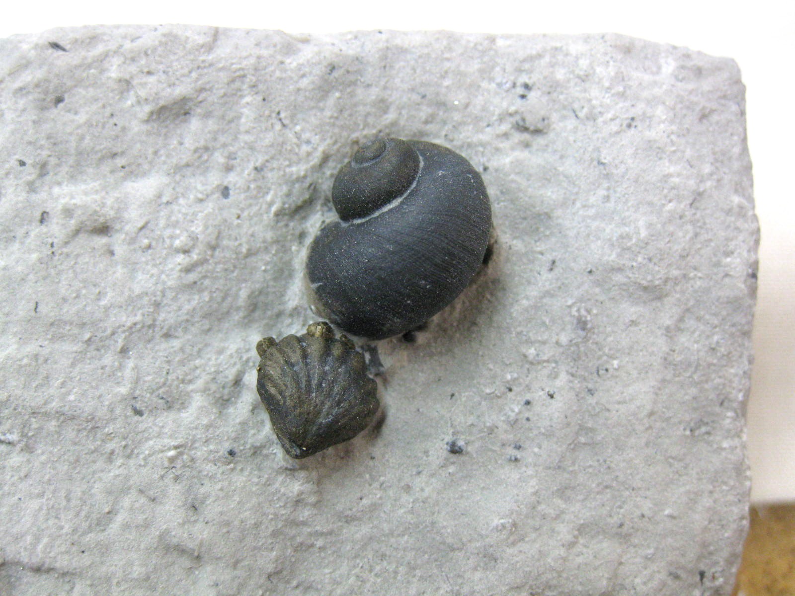 indiana-silurian-platyostoma-gastropod-23b.jpg | Fossils for Sale