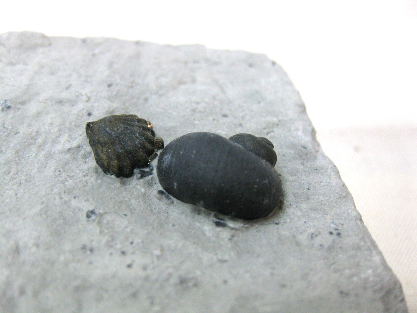 indiana-silurian-platyostoma-gastropod-23c.jpg | Fossils for Sale